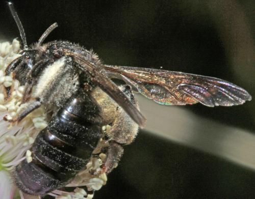 Réf. 326 762 : Andrena sp.